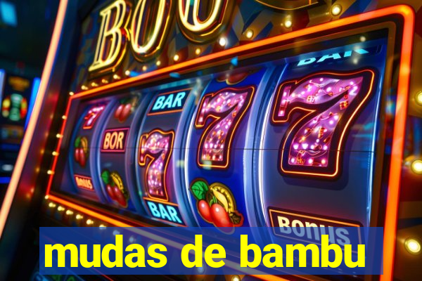 mudas de bambu